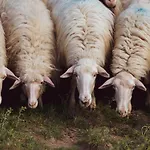 Binzas Betzas Farm stay