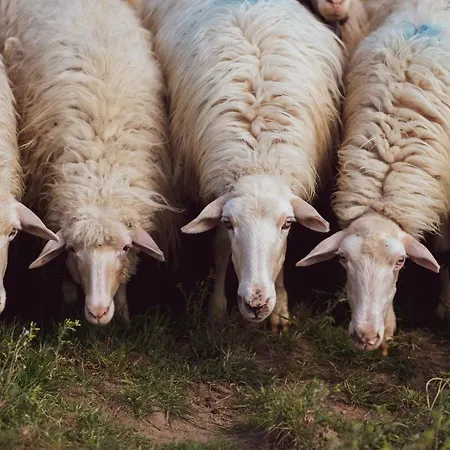 Binzas Betzas Séjour à la ferme